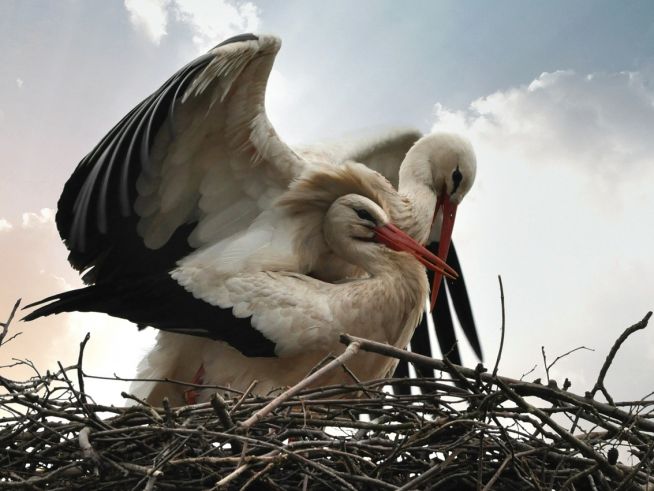 stork-4088353_1280.jpg